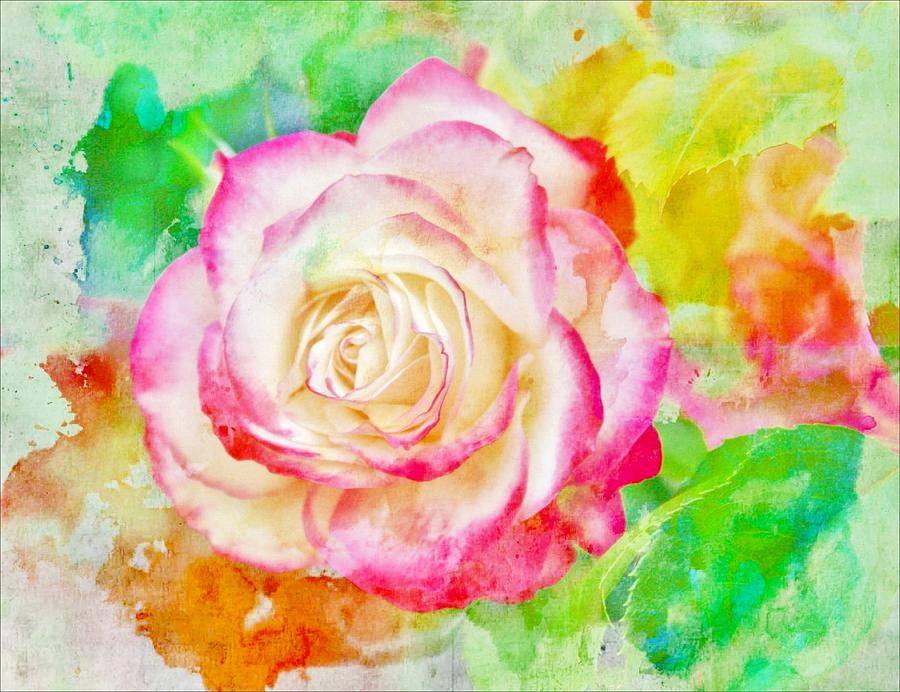 Color and Rose Photograph by Cathie Tyler - Fine Art America