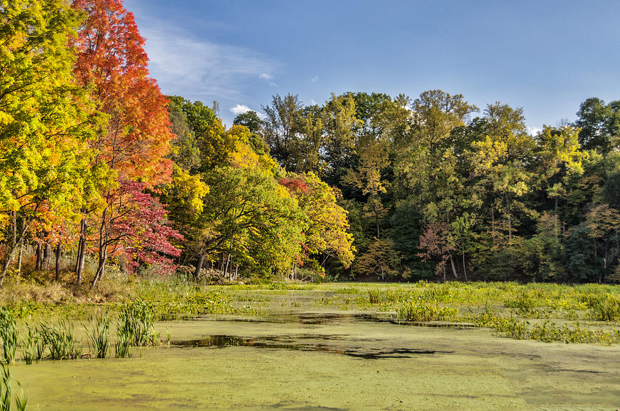 Color At The Swamp Photograph