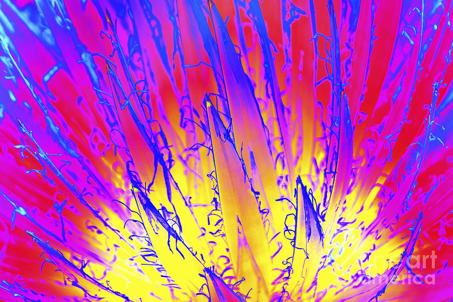 Color Burst Agave Photograph by Diane Macdonald