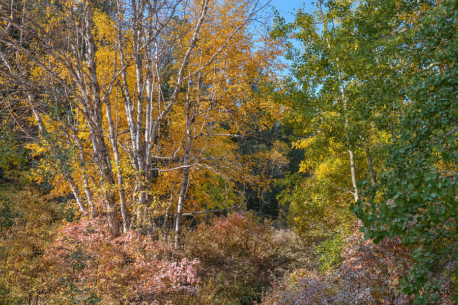 Color Burst Along the Little Spearfish Photograph by Greni Graph
