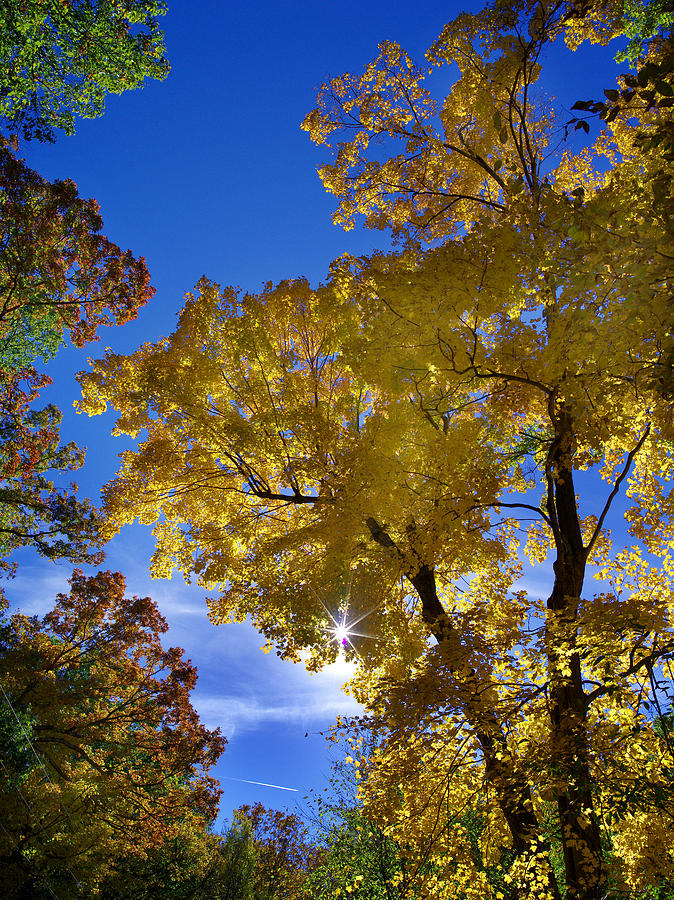 Color Canopy Photograph by Jamieson Brown