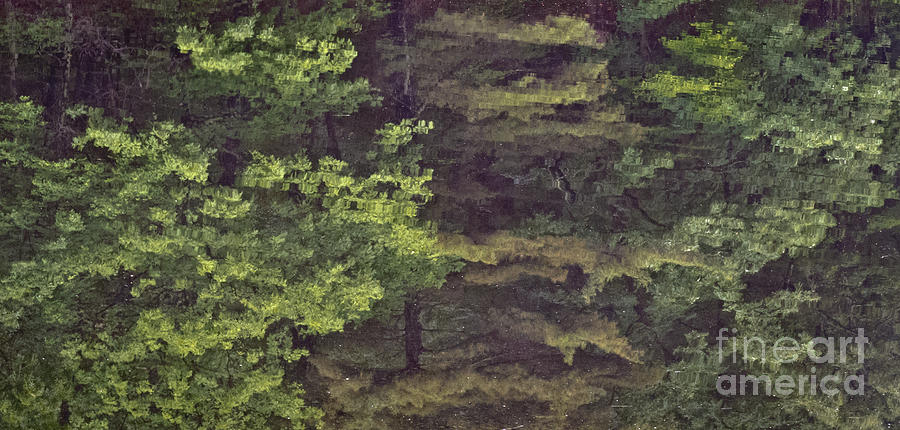 Forest Photograph - Color Cascade by Agata Wisniowska Forest Photograph - Color Cascade by Agata Wisniowska