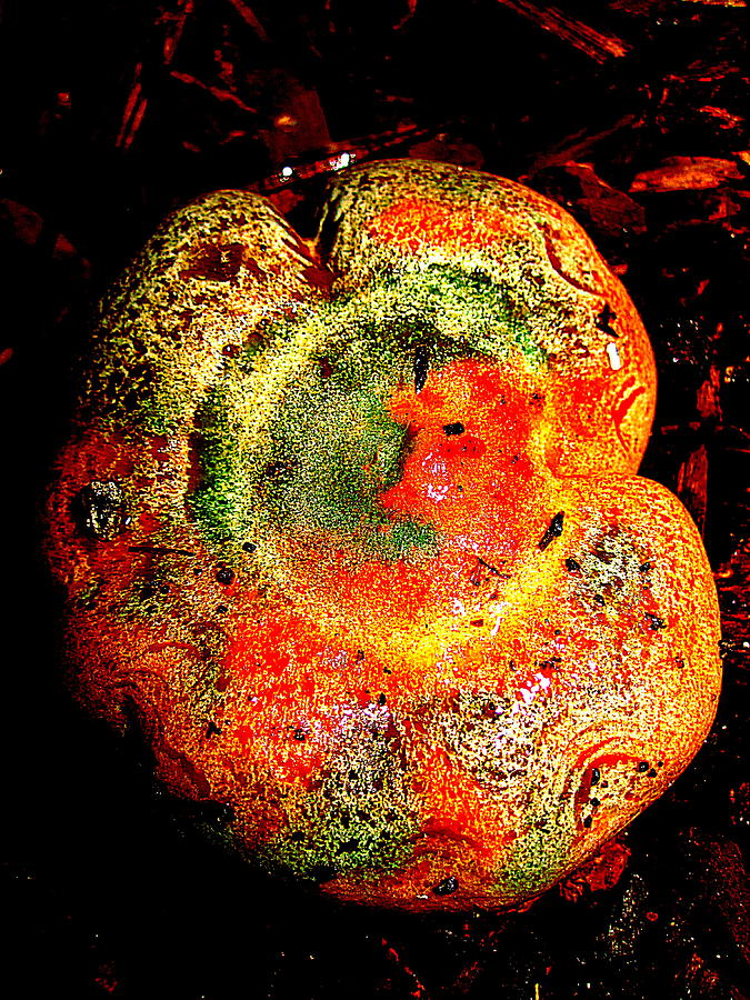Color Collage Mushroom Photograph by John King I I I