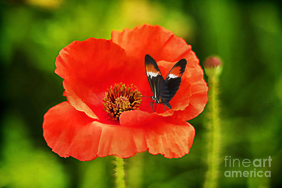 Poppy  - Color Coordinated by Darren Fisher