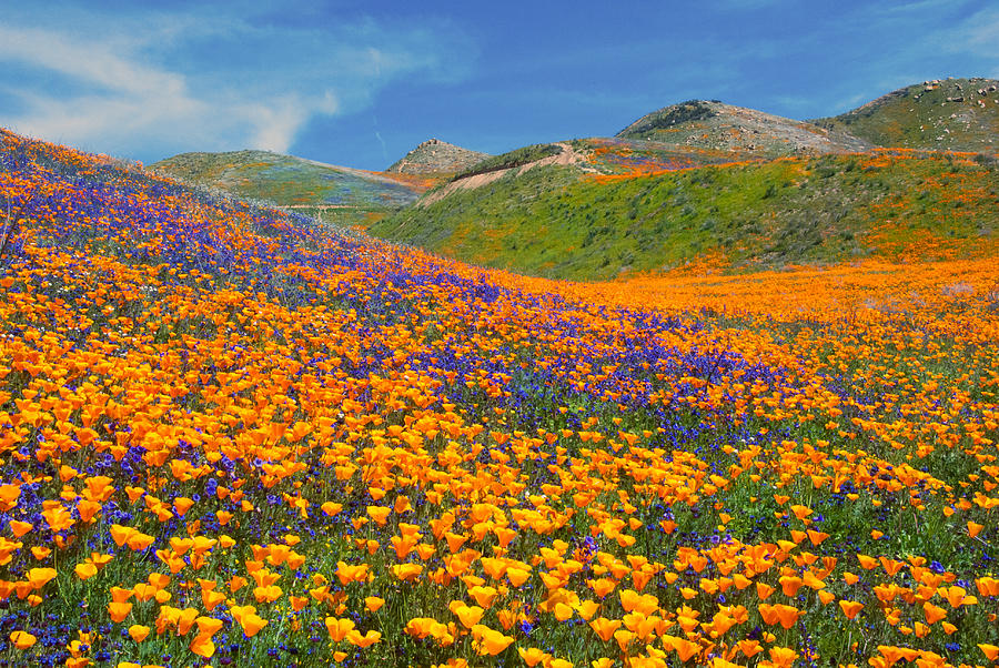 Flower Photograph - Color Filled Hills by Lynn Bauer