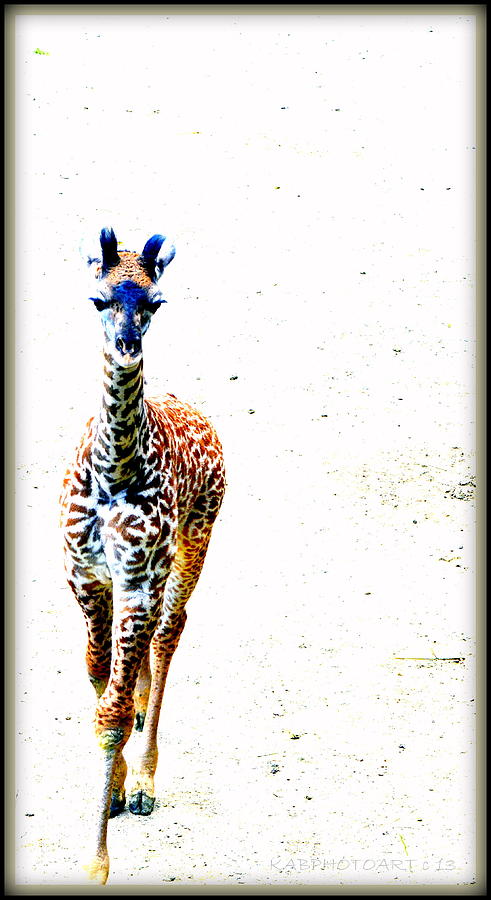 Color Baby Nasha Giraffe Photograph by Kathy Barney