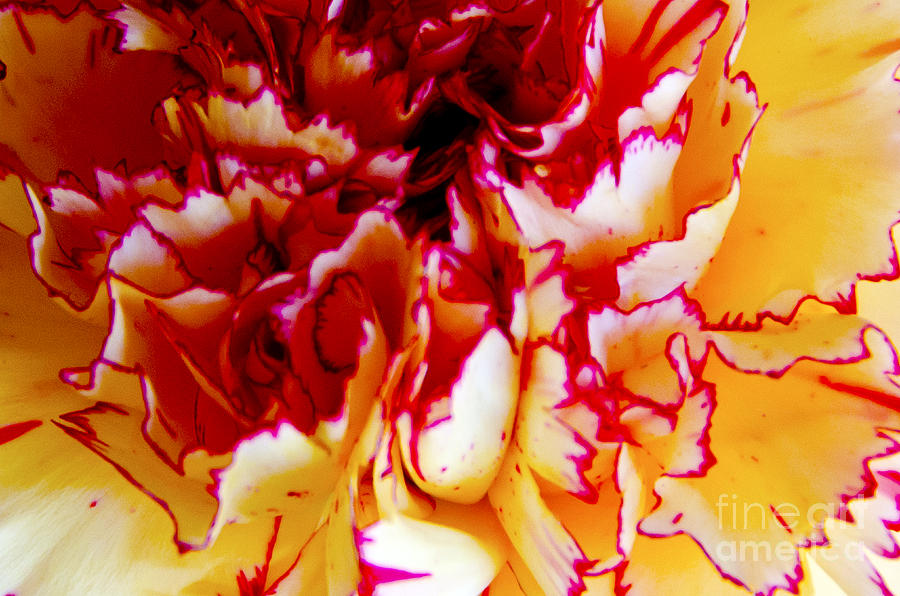 Color in a Carnation Digital Art by Pravine Chester