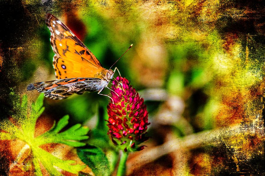 Butterfly - Macro - Color in Clover Photograph by Barry Jones
