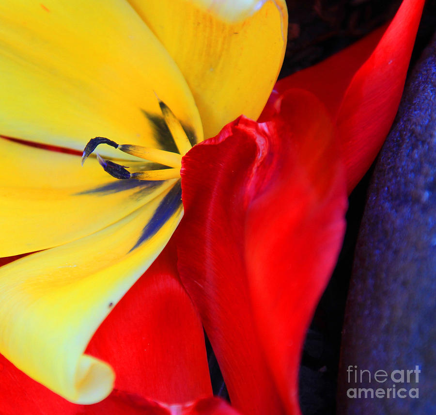 Color Kiss Photograph by Jeanette French
