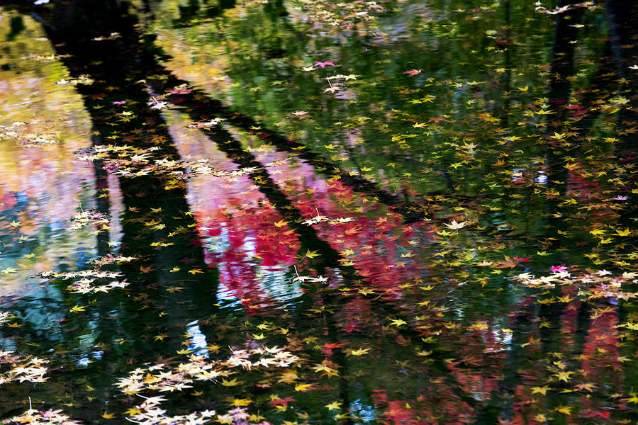 Color Leaves Reflection Photograph by Yoshiki Nakamura