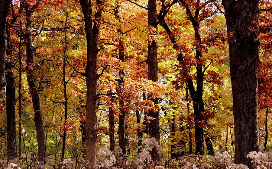 Tree Photograph - Color Me Autumn by Rosanne Jordan