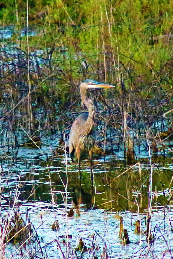 Color Me Heron in Watercolor Photograph by Lorna Rose Marie Mills DBA  Lorna Rogers Photography