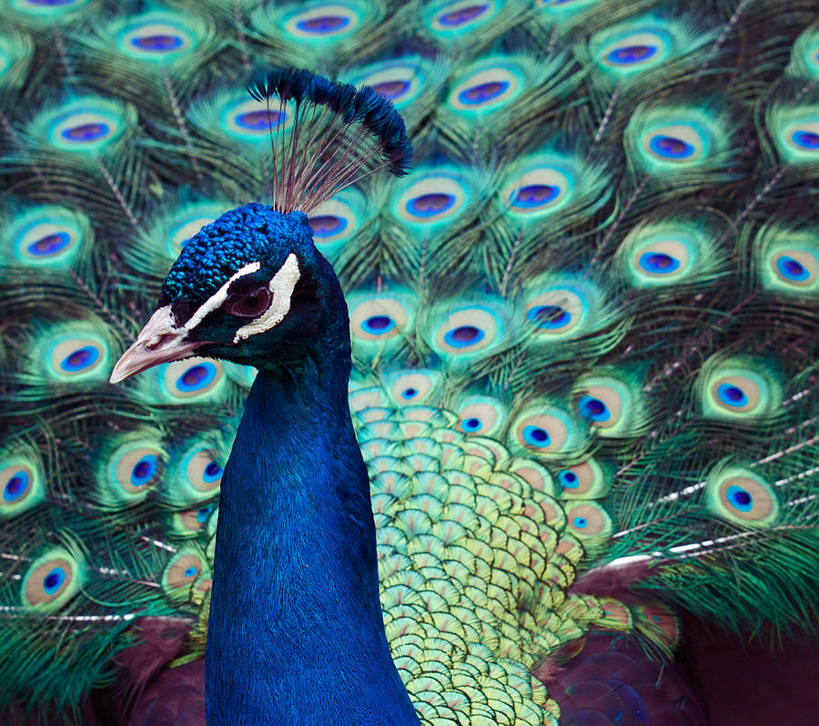 Color Me Peacock Photograph by Alice Gipson