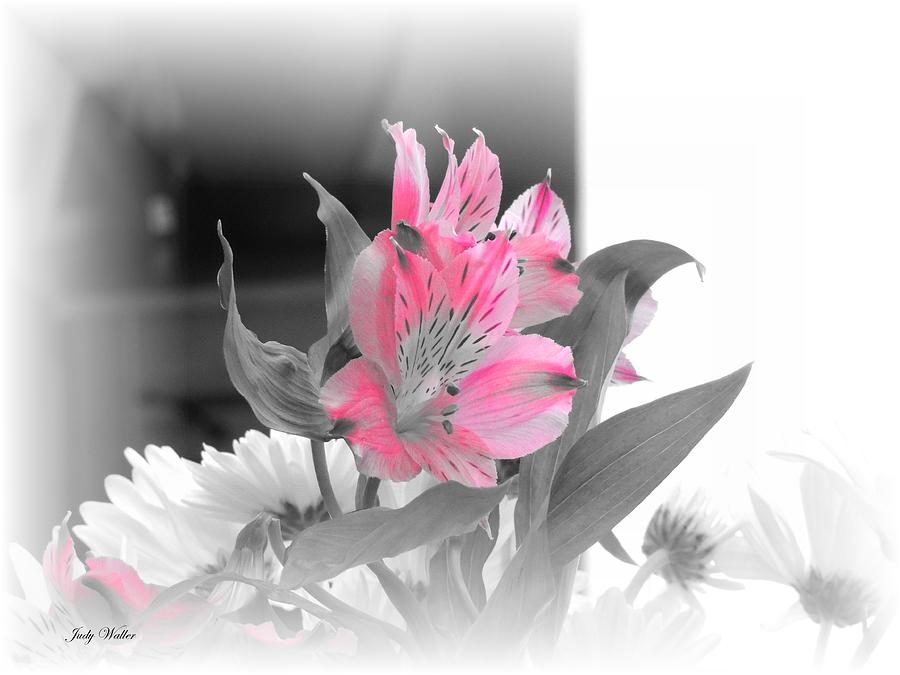 Flower Photograph - Color Me Pink by Judy  Waller