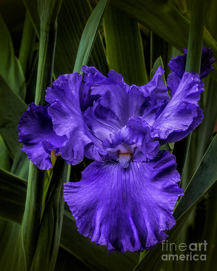 Color Me Purple Photograph by Dave Bosse
