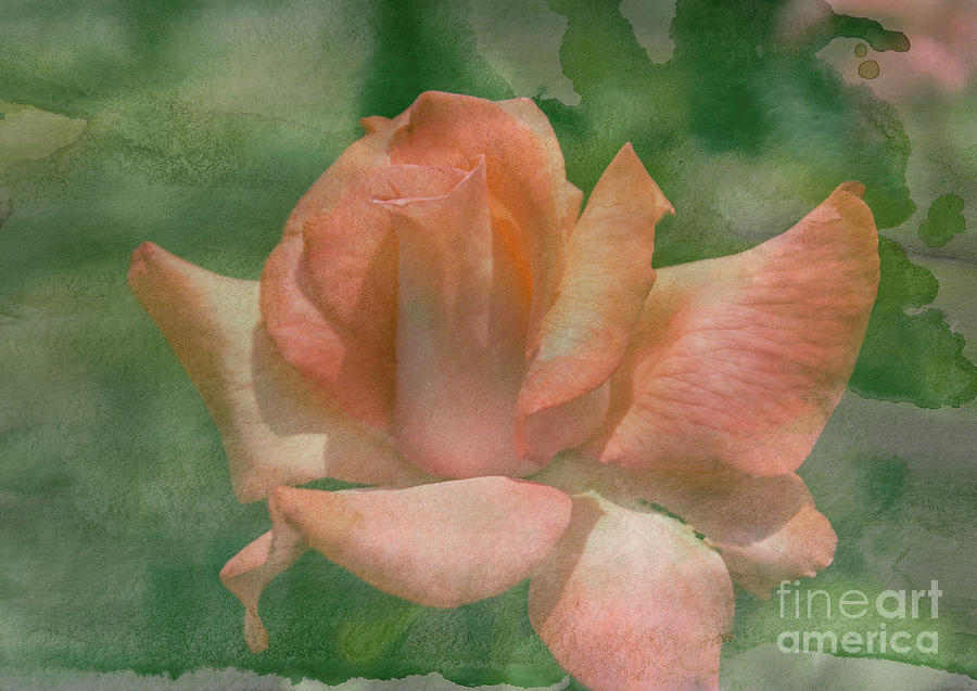 Color Me Rose Photograph by Arlene Carmel