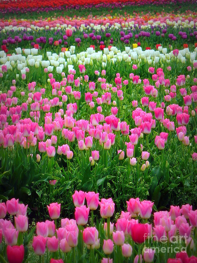 Color Me Tulips Photograph by Susan Garren