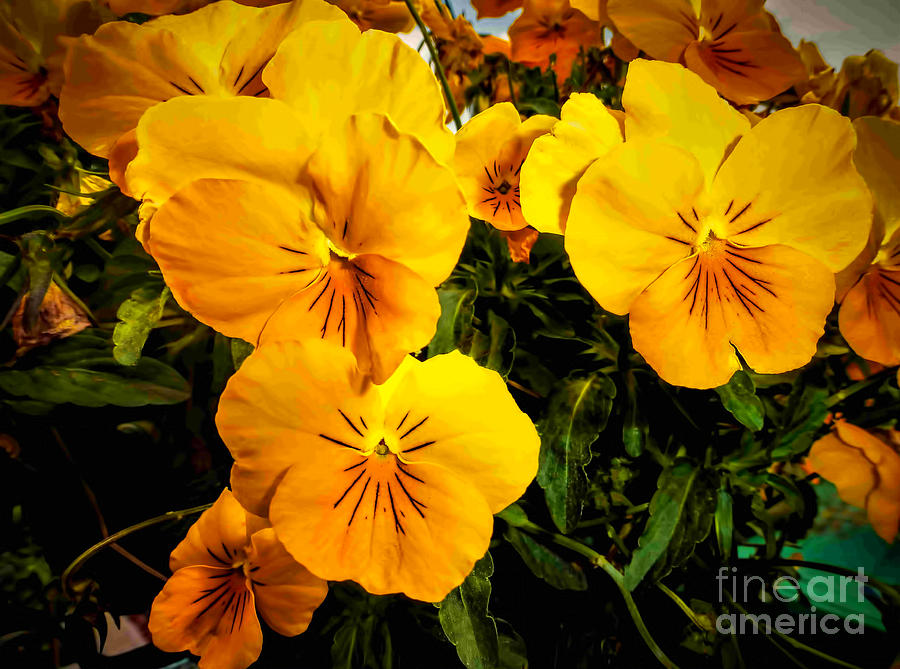 Color Me Yellow Photograph by Dave Bosse