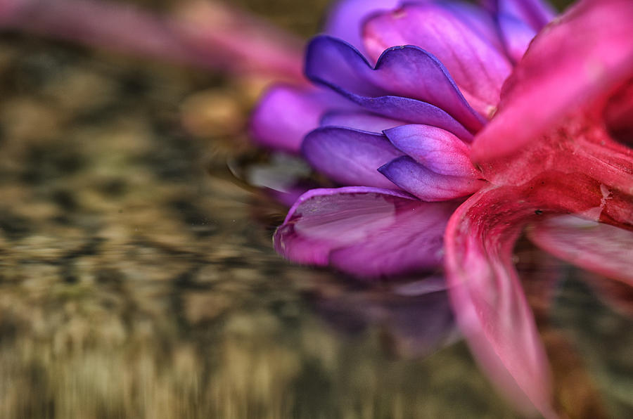 Flower Photograph - Color Melt by Sue Capuano