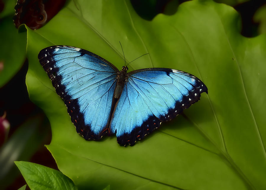Color of a Blue Morpho Butterfly Photograph by Bill Dodsworth