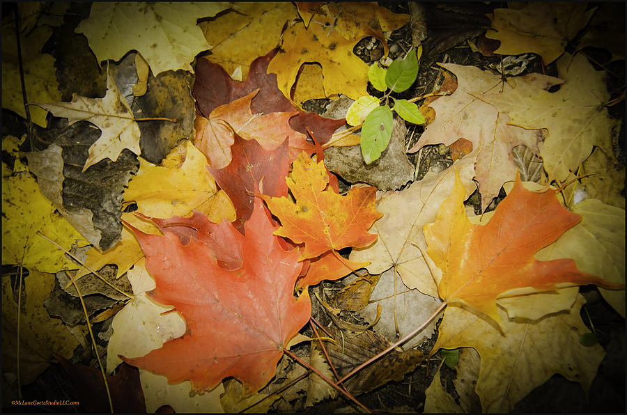 Color of Fall Photograph by LeeAnn McLaneGoetz McLaneGoetzStudioLLCcom