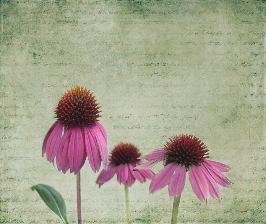 Color of Spring Photograph by Kim Hojnacki Color of Spring Photograph by Kim Hojnacki