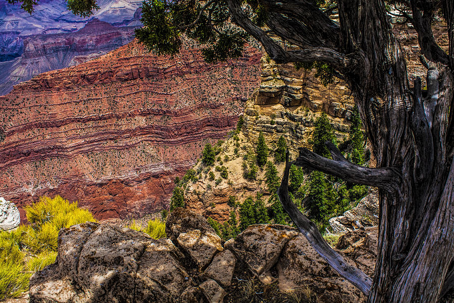 Grand Canyon National Park Photograph - Color of the Canyon by Fred Larson