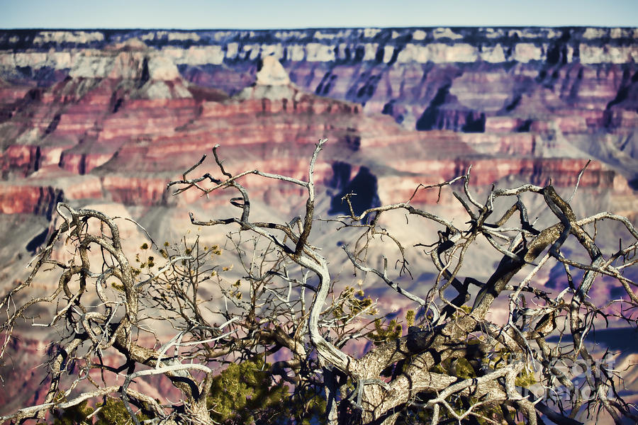 Color of the Grand Canyon South Rim Photograph by Douglas Barnard