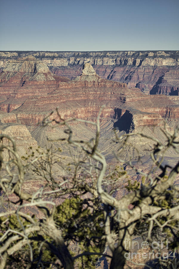 Color of the Grand Canyon South Rim V2 Photograph by Douglas Barnard