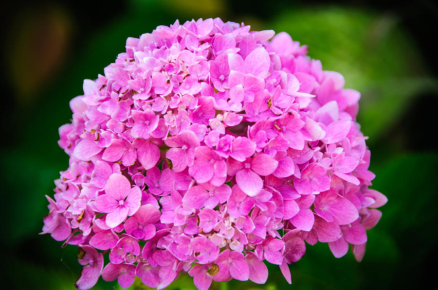 Color of the Year 2014 Pink Hydrangea Photograph by Connie Cooper-Edwards