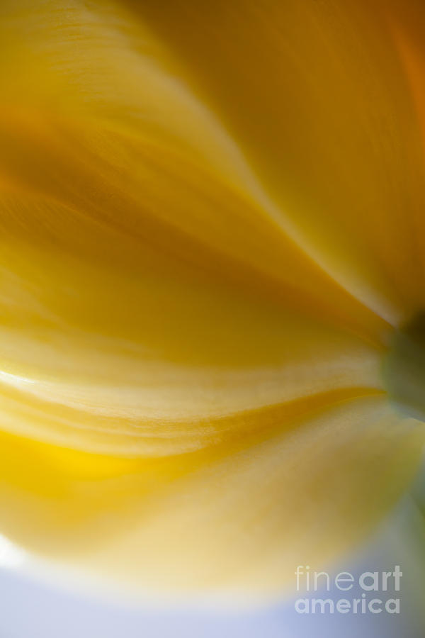 Flower Photograph - Color of Warmth by Sue OConnor