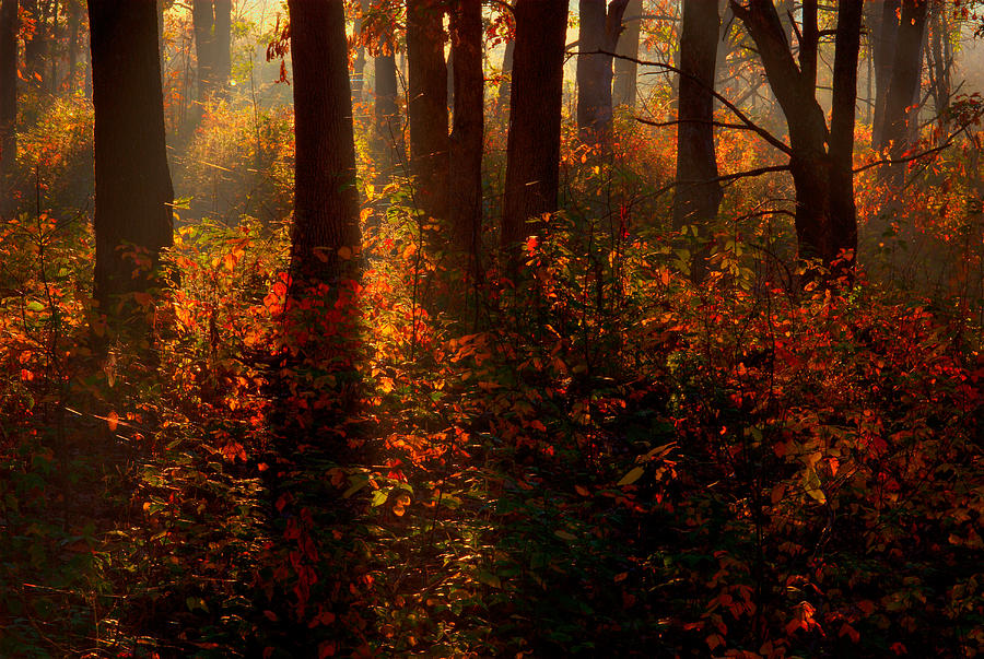 Color on the Forest Floor Photograph by Robert Charity