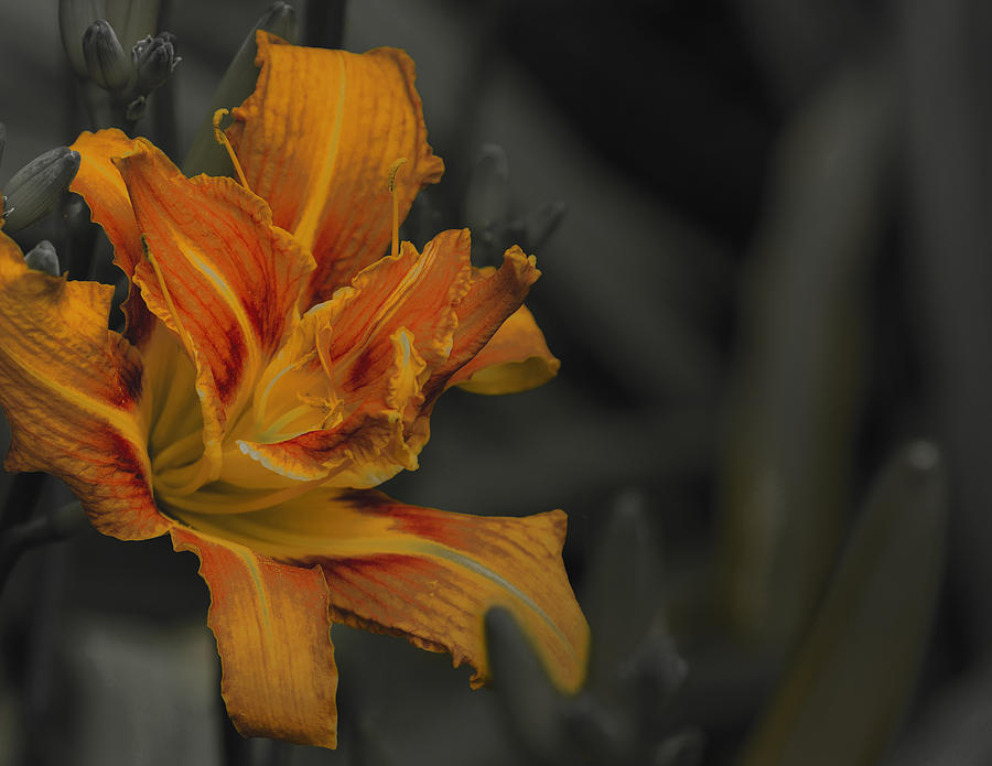 Color Selective Lily Photograph by Chris Dzierzewski - Fine Art America