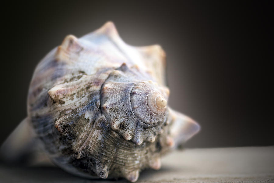 Color Shell Photograph by Sennie Pierson | Fine Art America