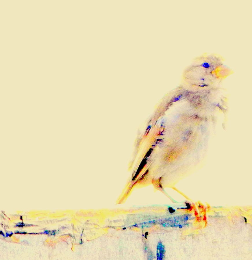 Color Sparrow Photograph by Kathy Barney