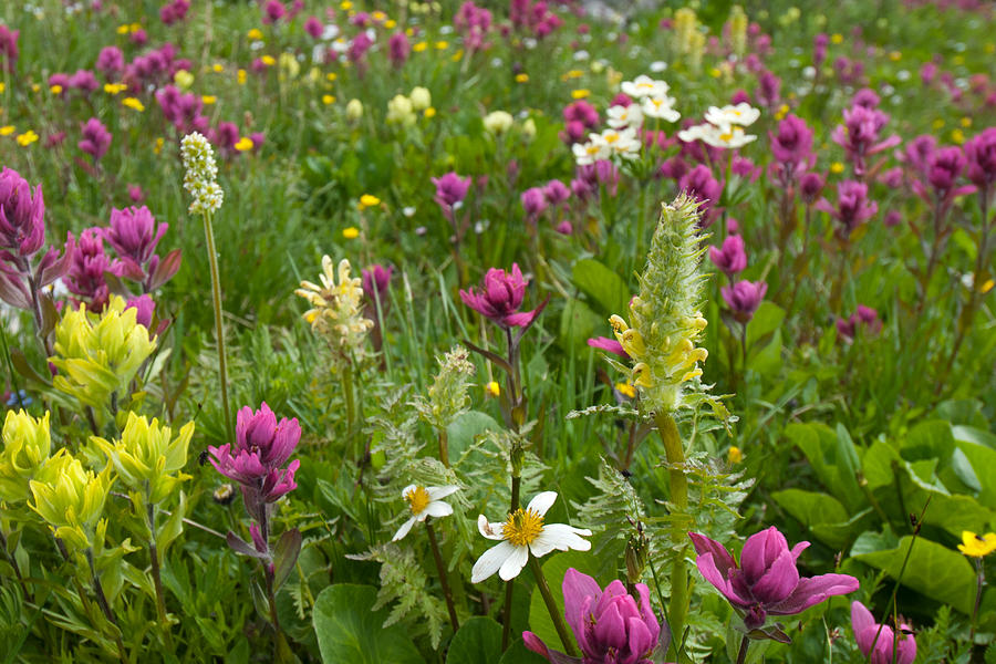 Colorado Alpine Wildflowers Photograph by Cascade Colors