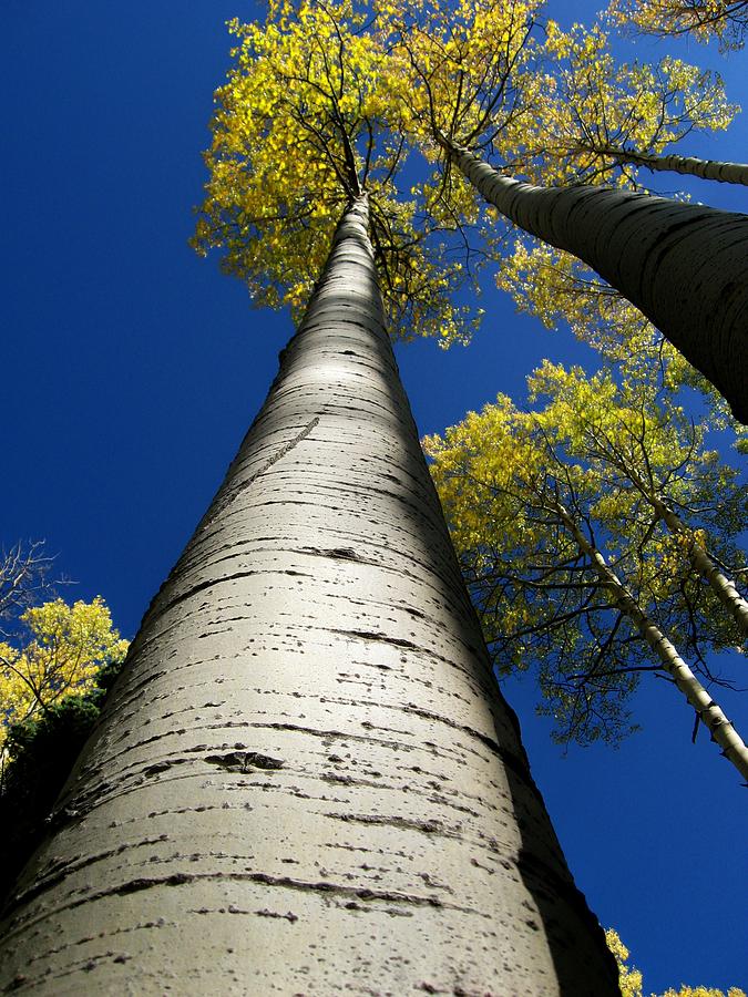 Colorado Aspen Photograph by Amara Arnold | Fine Art America