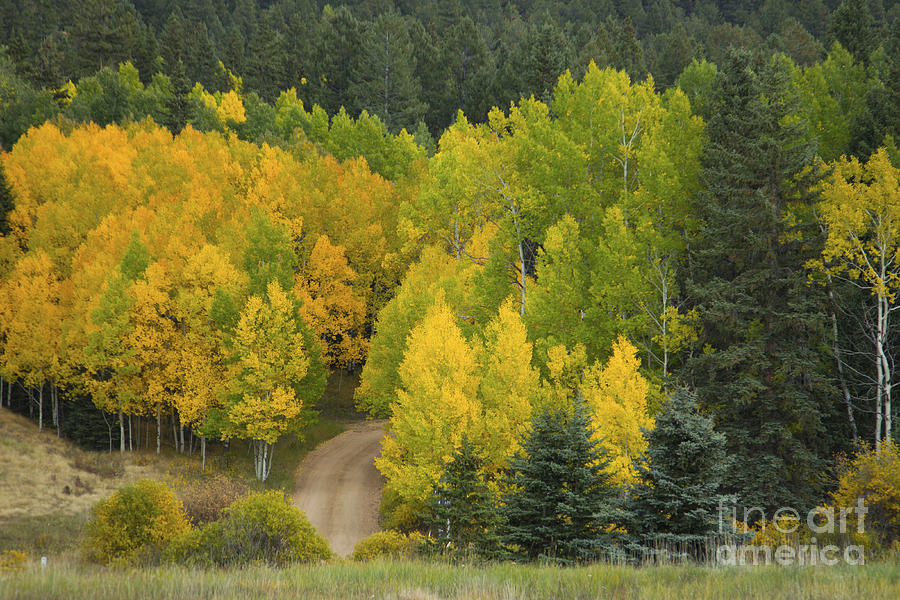 Colorado Aspen Country Road Photograph by Jeanette French