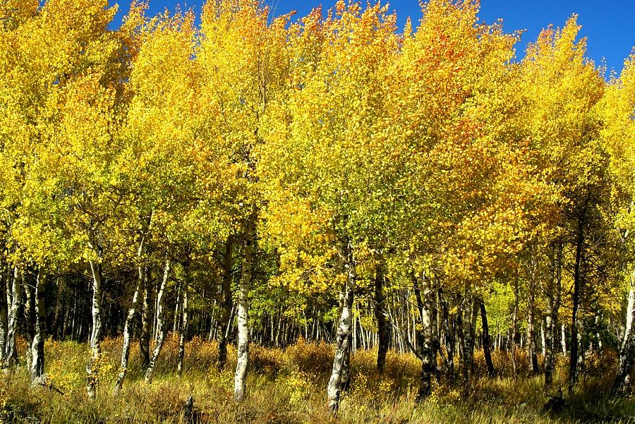 Colorado Aspen IV Photograph by Jacqueline Russell - Fine Art America