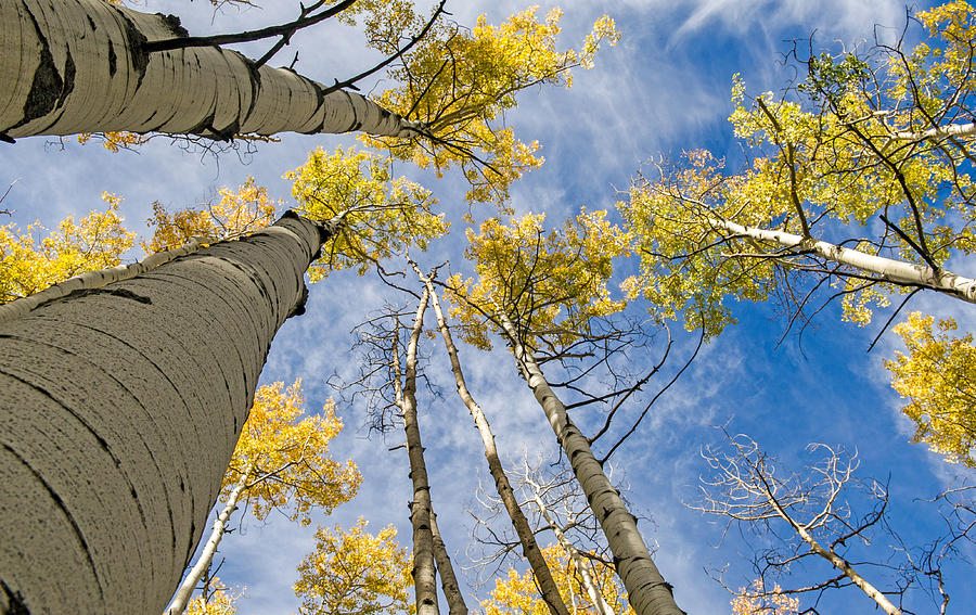 Colorado Aspen Trees And Blue Skies Photograph by Willie Harper