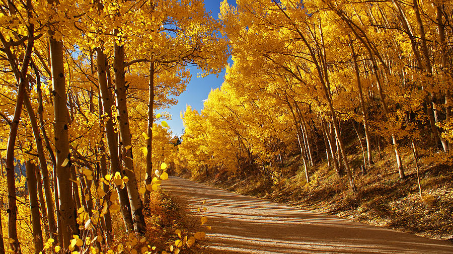 Colorado Aspen Tunnel Photograph by Michael J Bauer Photography - Fine ...