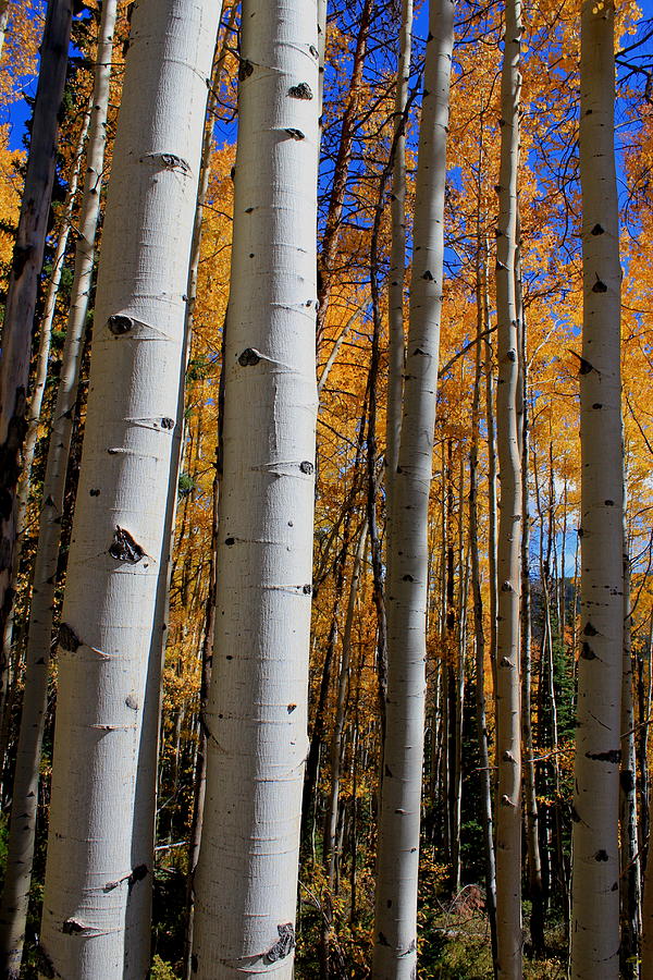 Colorado Aspens Photograph by Trent Mallett