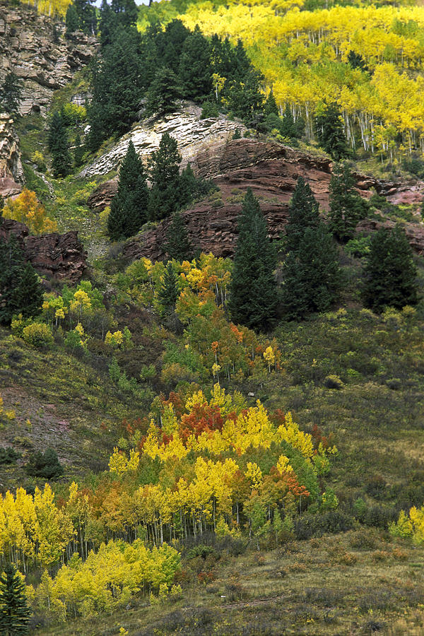Colorado Autumn       Photograph by Sally Weigand