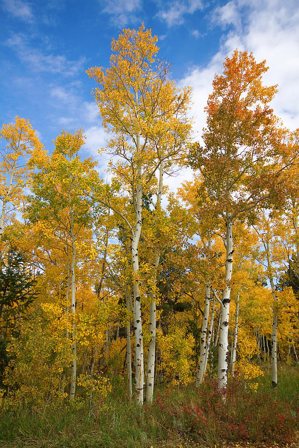Colorado Autumn Aspens  Photograph by James BO Insogna