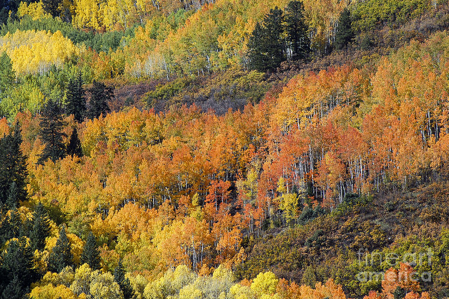 Colorado Autumn Photograph by Bob Phillips