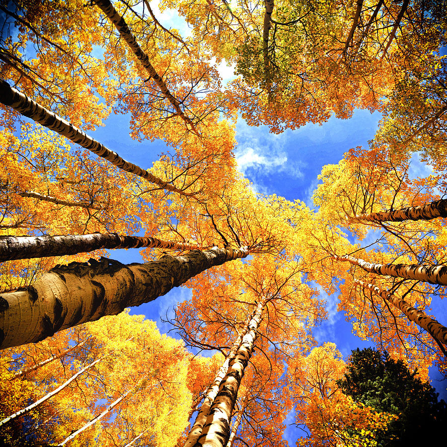 Colorado Autumn Sky Photograph by Lena Owens - OLena Art Vibrant Palette Knife and Graphic Design