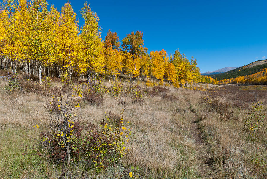 Colorado Autumn Trail Photograph by Cascade Colors