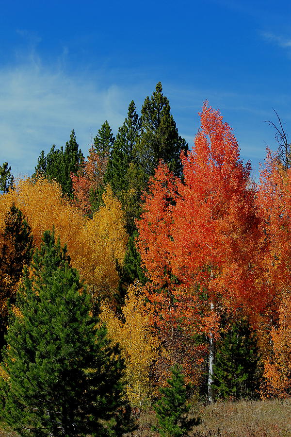 Colorado Autumn Photograph by Trent Mallett