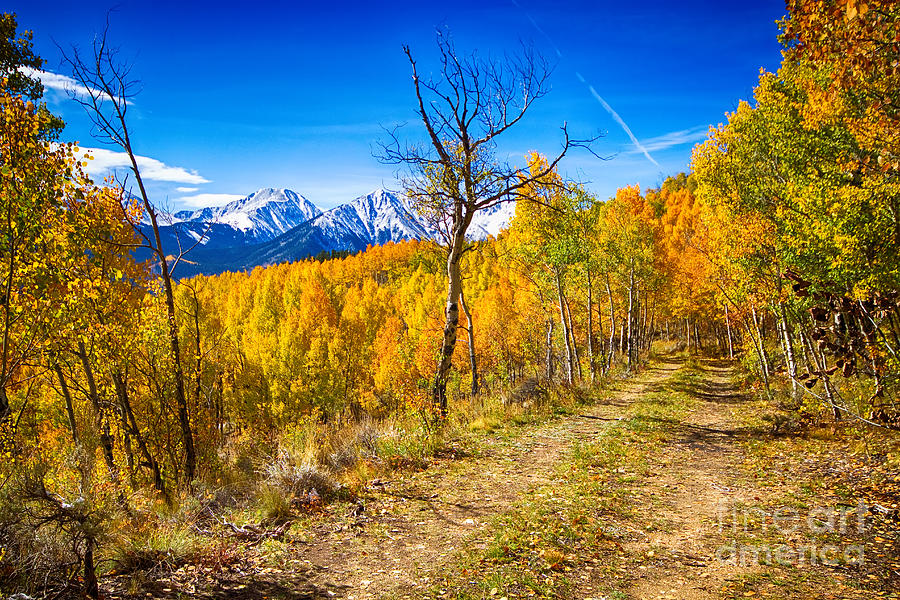 Colorado Backcountry Autumn View Photograph by James BO Insogna