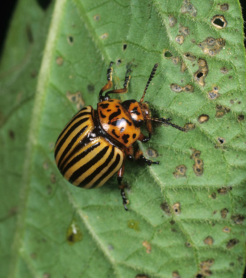 Colorado Beetle Photograph by Nigel Cattlin - Fine Art America